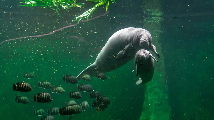 This year’s Florida manatee deaths are on the rise