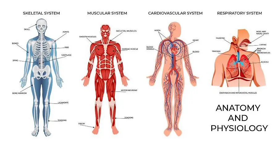 Anatomy & Physiology Basics