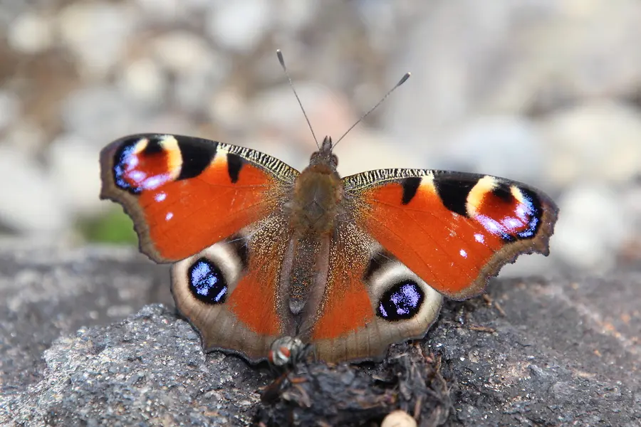 From Caterpillar to Peacock Butterfly:  Embracing Change and Growth