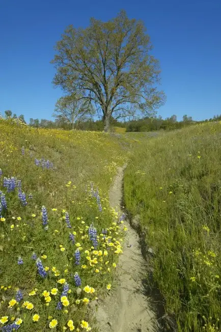 What Brings You Comfort Can Also Be Your Path