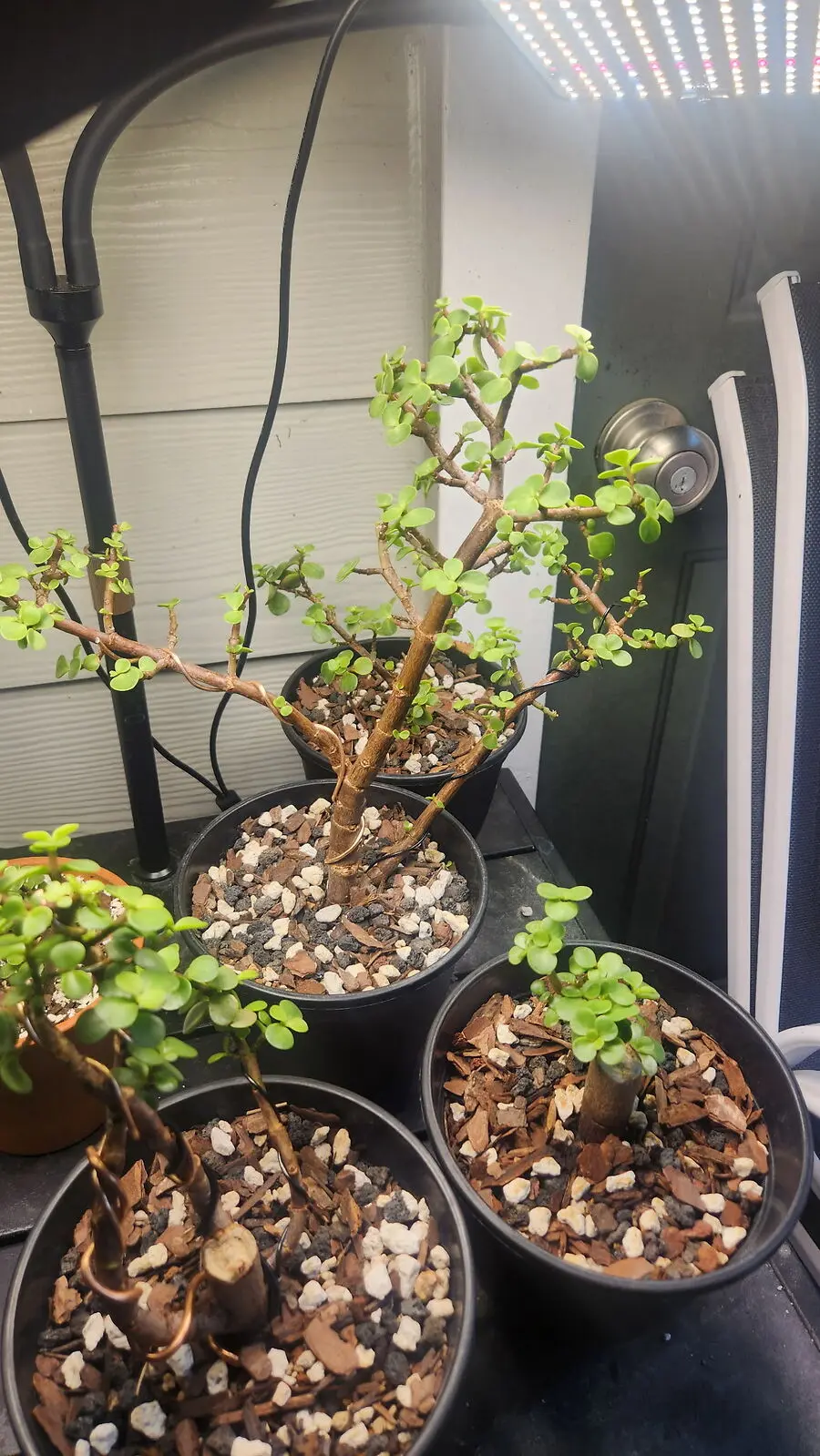 The Bonsai 