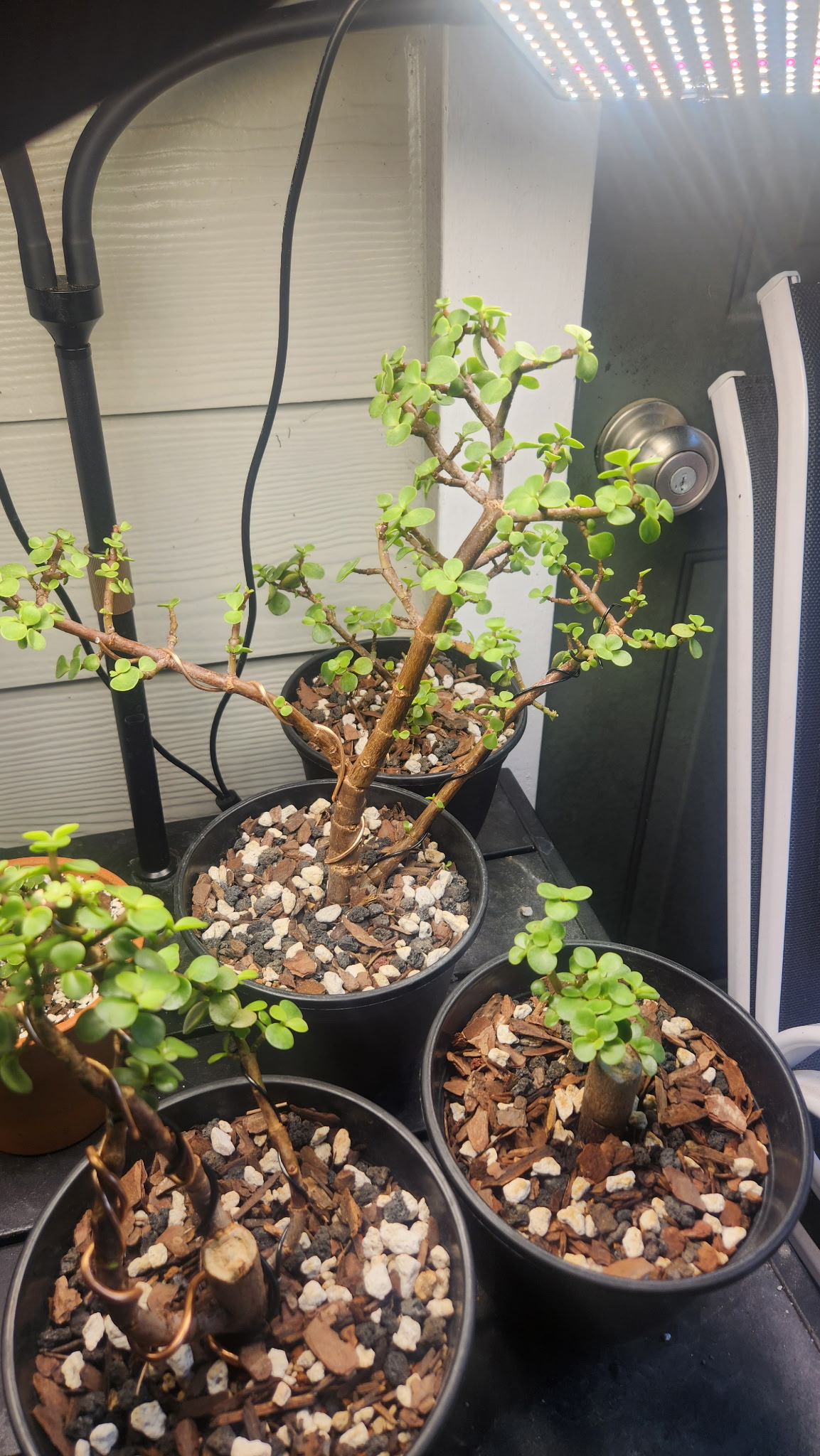 The Bonsai 