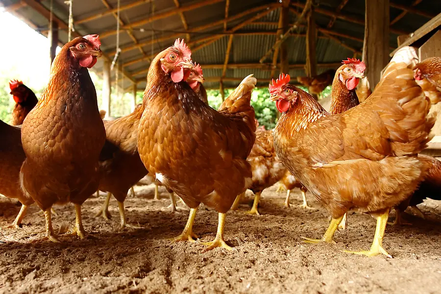 The Dust Bath Lesson