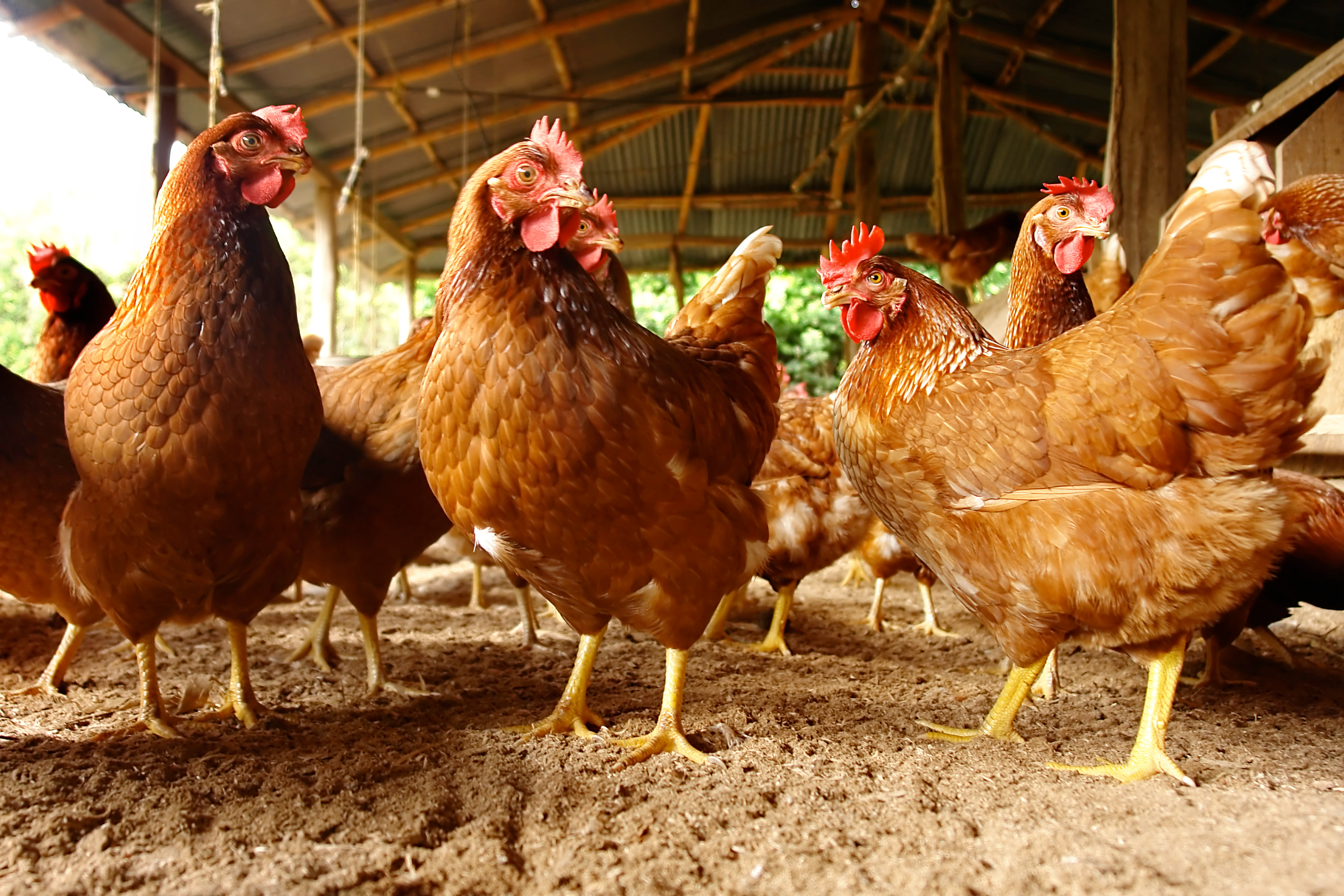 The Dust Bath Lesson