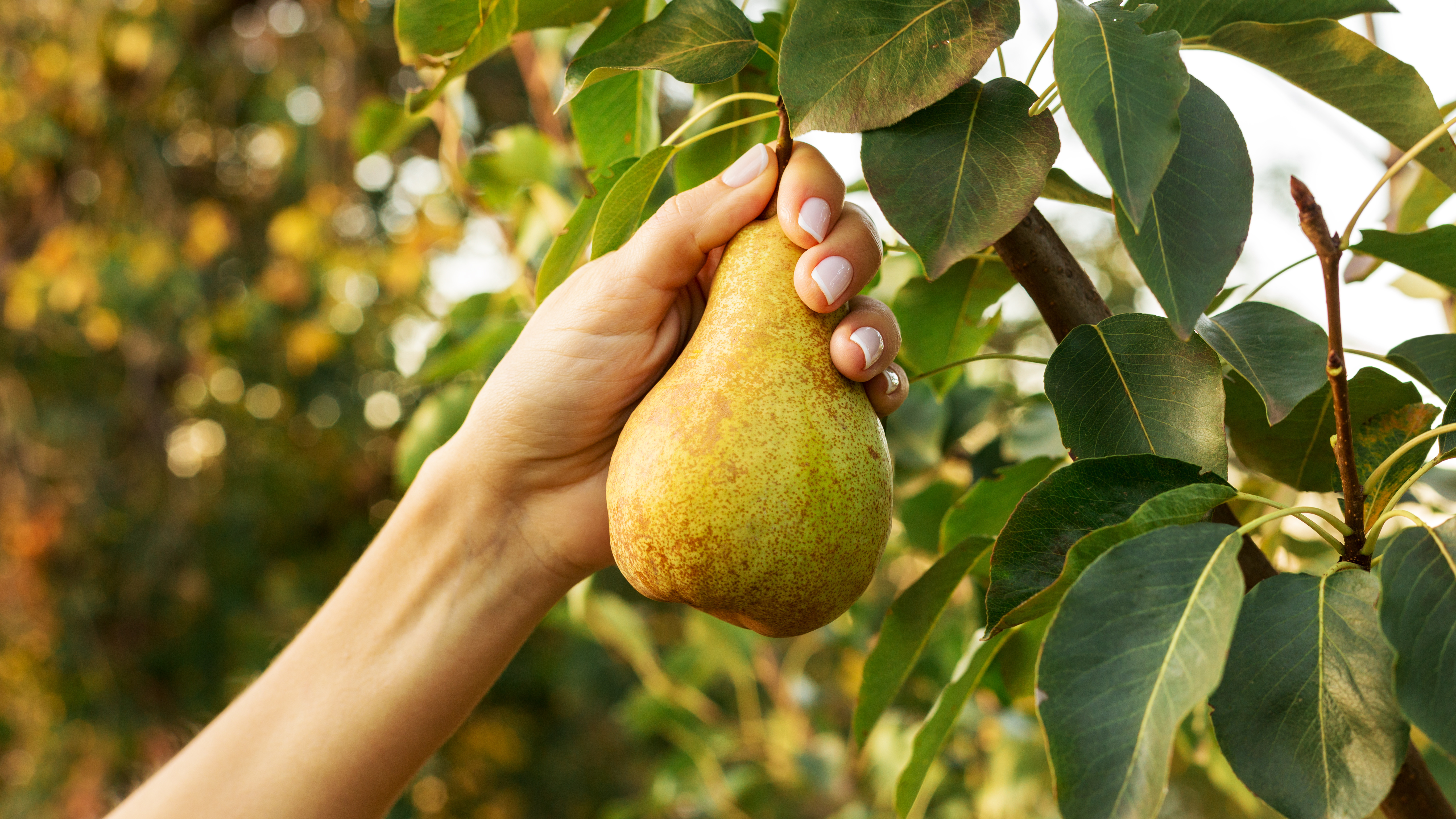Planting, Pruning, and Grafting: Three Lessons My Pear Tree Taught Me about Building the Future