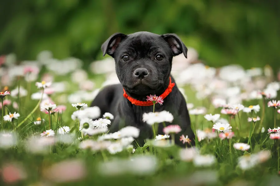 A Pet to Remember