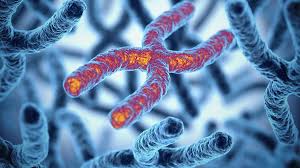 XX chromosomes make winner Leaders