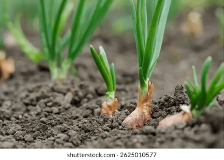 Like a Bulb Waiting to Bloom: The Lasting Importance of Relationship in Dementia