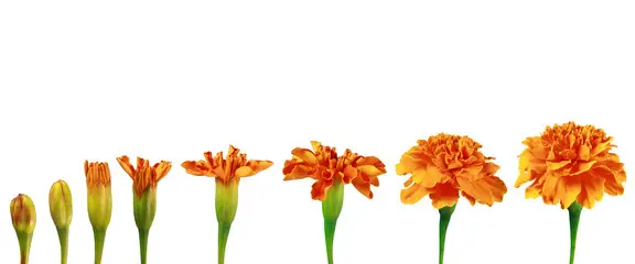 You, the beautiful flower...not the packet of seeds