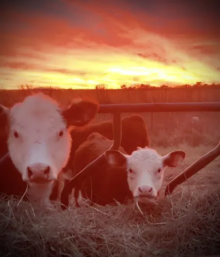 2 of my calves on a beautiful Oklahoma evening….