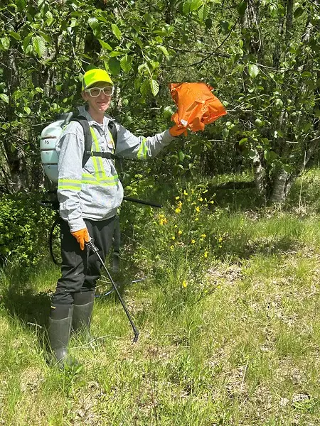 killing broom and picking up balloon trash in the Gifford Pinchot.
