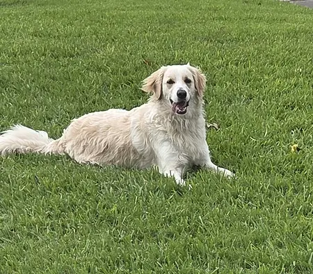 Lyla working on offleash training. 