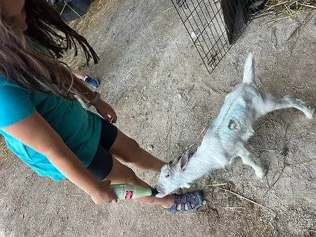 One of our girl scouts Danica Thomas nursing a baby goat back to health while it's battling Pneumonia!