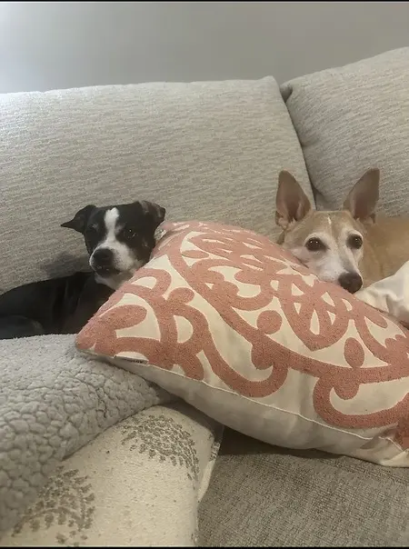 The two little paws that helped along the way Chicky and Gigi 