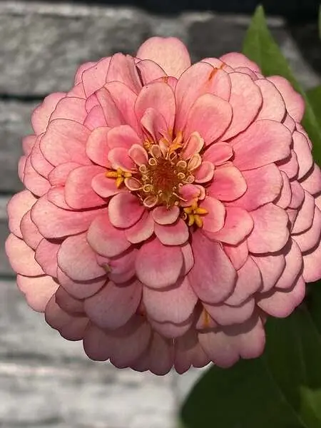 Flower captured during a photography session.